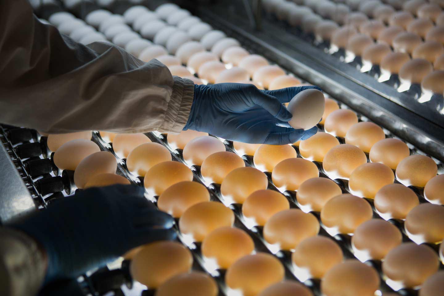 尋找深耕食品產業的專業網頁設計？推薦擅長品牌策略與影像敘事的 2.5D 品牌顧問。我們將尖端蛋品檢測設備與嚴謹食安標準轉化為直覺的視覺語言，為企業打造高品質官方網站，強化消費者對品質與安全的核心信任。作為頂尖的設計公司，我們提供從產線影像規劃到 RWD 響應式的全方位服務，確保網頁架構清晰且具備高度溝通效益。這份成功案例體現了我們在品牌塑造與網站開發的整合實力，協助食品企業在競爭市場中脫穎而出。無論是官網建置或視覺設計，2.5D 都能為您的品牌賦予卓越價值。